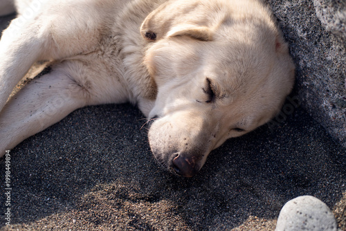 A large white stray dog ​​sleeping on a pebble beach by the sea on a sunny day, close-up, soft selective focus. Stray animals.