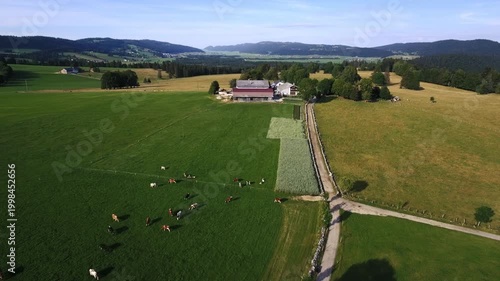 Aerial view of Swiss farm with wormwood field and grazing cows