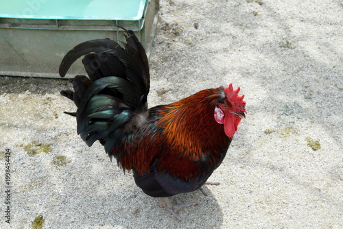 Photography Side profile of a domestic rooster with a bright red crest and long dark tail feathers at the Batu Caves complex