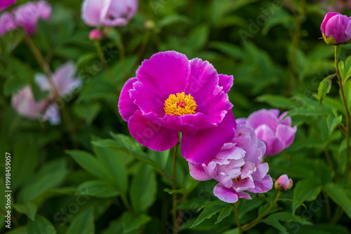 Peony Bloom: A Spring Feast of Pink-Purple Petals and Golden Stamens