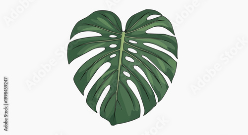 A single, vibrant Monstera leaf, showcasing its natural beauty and intricate details. The leaf's deep green color is striking in white background.