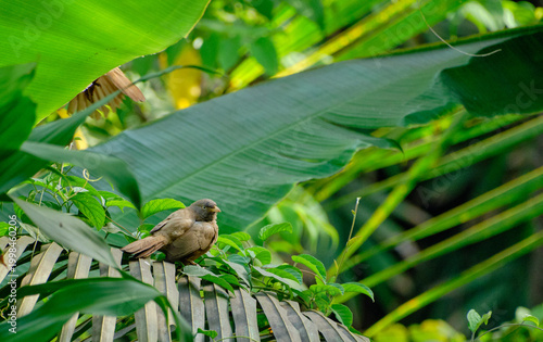 The Jungle Babbler