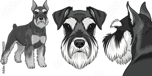 Miniature Schnauzer Dog Illustration Set with Full Body Portrait and Side View Black and White Detailed Pet Vector Collection