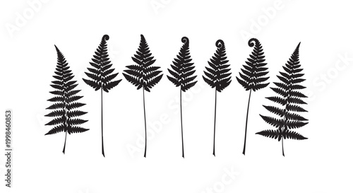Black silhouette collection of different fern leaves and tropical forest plants for nature botanical decorative elements.
