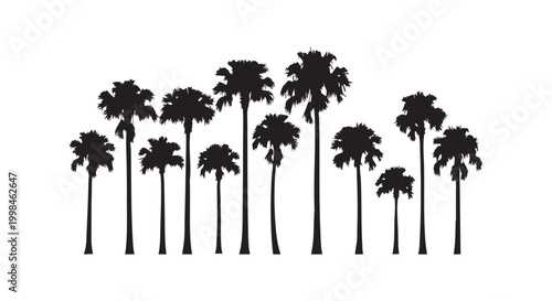 Collection of different tropical palm trees isolated on white background as simple black silhouette flat vector design.