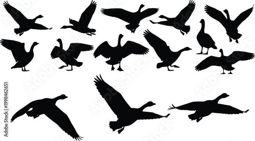 Goose silhouettes, flying geese, walking birds, standing waterfowl, wildlife vector, nature illustration, animal shapes, bird artwork, migration design, farm animals, outdoor scene