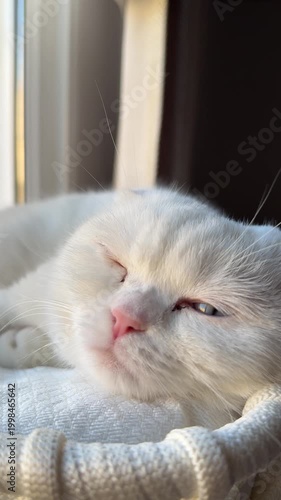 White Scottish Fold cat with blue eyes, cute, fluffy, soft fur, looking at camera, studio lighting, clean background