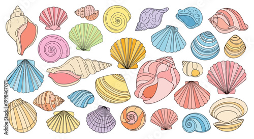 Colorful seashells on white background.
