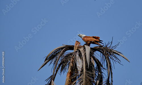 A Brahminy kite atop a palm tree