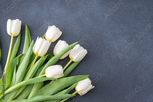 White tulips flowers. Floral bud. Tulip flower top view. Gray background copy space.