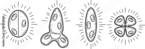 Four scientific illustrations of different microorganisms or cells showing internal structures and division stages, black and white line art on checkered background.