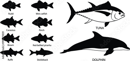 Set of fish silhouettes including tuna, dolphin, piranha, catfish, perch, rudd, bream, and stickleback icons isolated on white background for fishing and marine design vector,