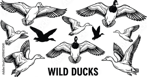 Schilderij op canvas Wild ducks illustration, flying bird artwork, waterfowl silhouette design, migra