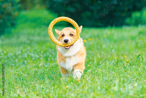 Happy Corgi dog with a training ring in its mouth on the grass in outdoors, front view