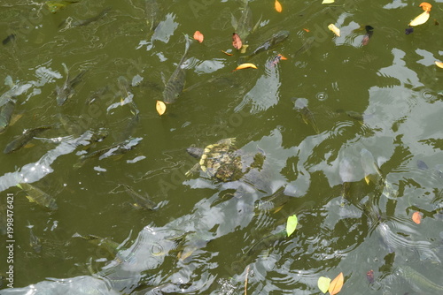 Canvas Print High angle view of freshwater fish swimming in a tranquil pond at the Batu Caves temple complex