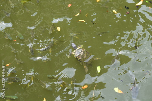 Photography High angle view of freshwater fish swimming in a tranquil pond at the Batu Caves temple complex