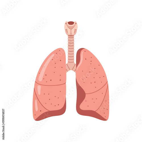 Human Lungs Vector Icon