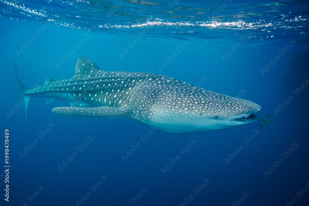 Naklejka premium whaleshark