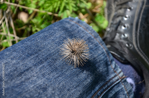 Close-up of a dry, brown burdock seed (burr) stuck to fabric, symbolizing outdoor hiking challenges or nature's persistence.