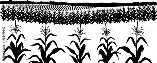 A black corn field. Maize field silhouette design vector illustration
