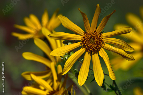 Prairie Coneflower Blooming