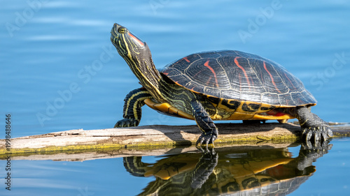 Turtle on a branch in water
