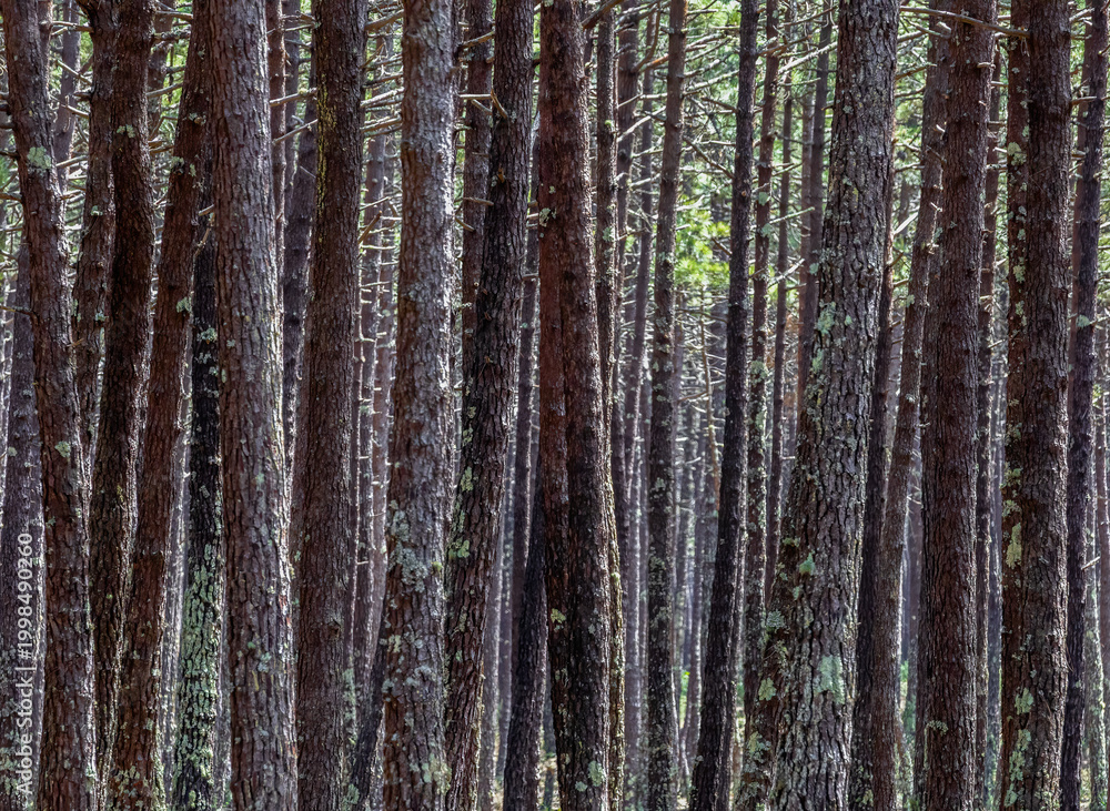 Obraz premium Dense maritime pine woodland (Pinus pinaster) at Vagueira, Vagos, Aveiro district, Portugal