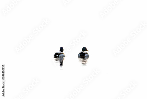 two ducks on a white background