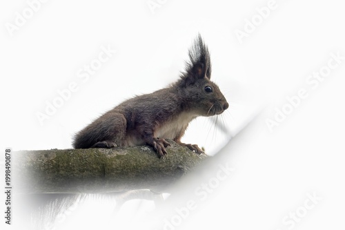 The red squirrel, sciurus vulgaris, also called eurasian red squirrel on a branch