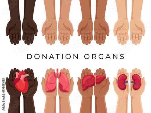 Diverse Hands Holding Internal Organs for Donation Concept - Heart, Lungs, Liver, and Kidneys Illustration