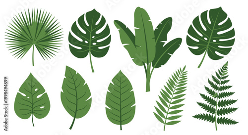 Collection of various green tropical leaves 1.