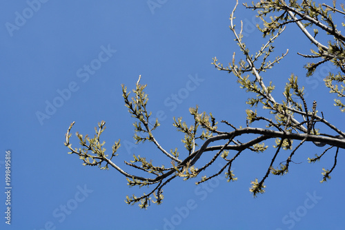 Fotografija Common ash branches with flowers - Latin name - Fraxinus excelsior