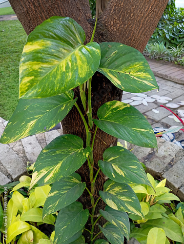 Variegated Golden Pothos Plant Creeping Up a Tree Bark