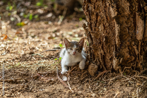 Chaton couché au pied d'un arbre