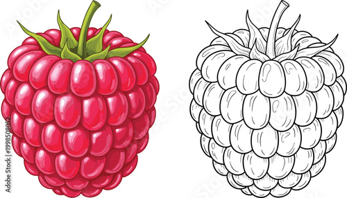 Ripe Raspberry with Color and Sketch Version in Vector Illustration"