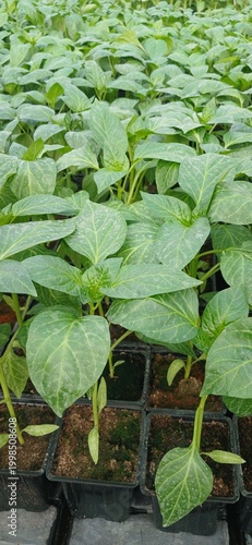 young vegetable seedlings grown in black plastic cassettes - a typical method of growing seedlings in greenhouses or nurseries
