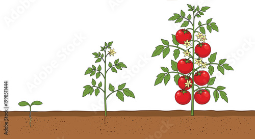 Vector illustration of a growing tomato plant, showcasing stages from seedling to fruit-bearing, with vibrant red tomatoes and detailed leaves.