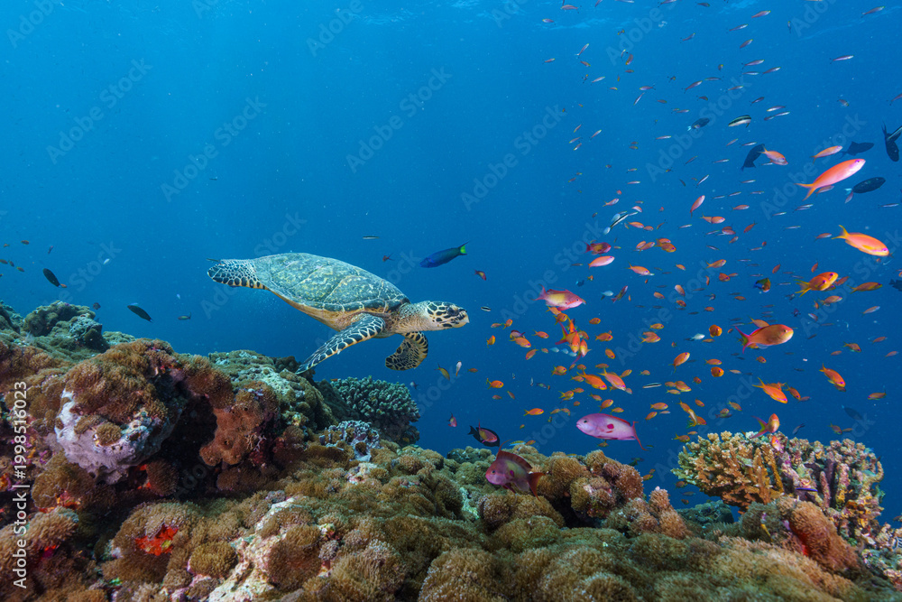 Fototapeta premium coral reef with turtle