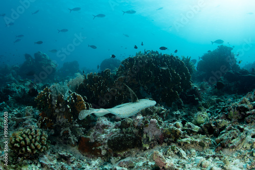 Fotografie Peacock Flounder Swimming Above Coral Reef Side View with Fish in Blue Water in