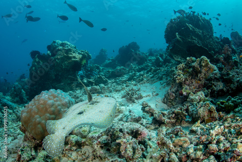 Fotografie Peacock Flounder Swimming Above Coral Reef Rear View with Fish Passing in Komodo