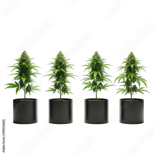 Four potted cannabis plants displayed in a row for visual comparison