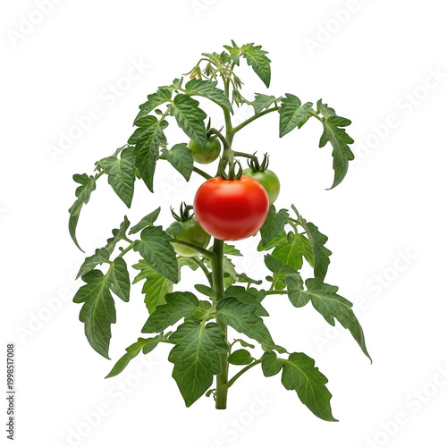 Fresh red tomato growing on a green leafy vine with small green tomatoes