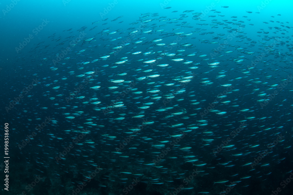 Obraz premium School of Neon Fusilier fish swimming above reef in Komodo National Park, Indonesia