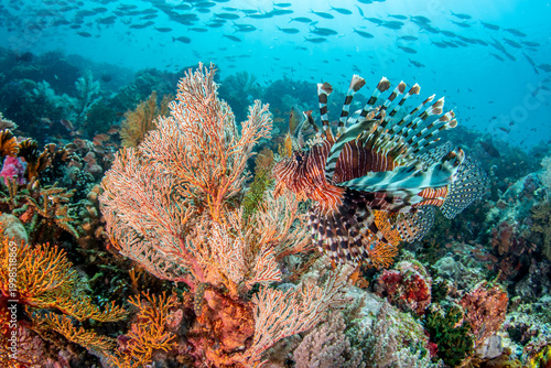 Lionfish (Pterois sp.) near sea fans with schooling fish over coral reef in Komodo Indonesia
