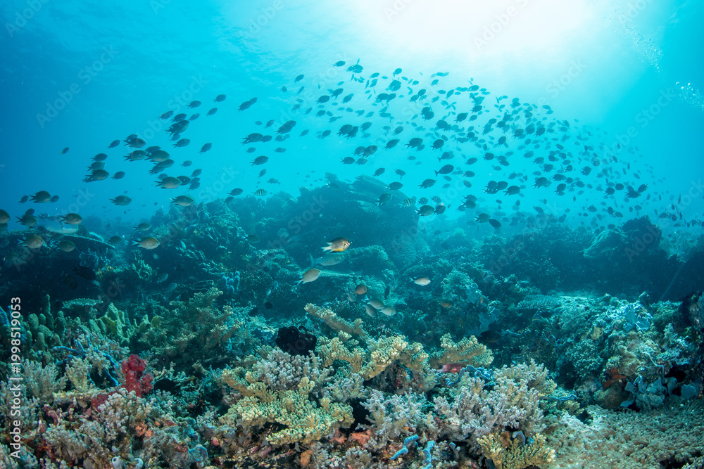 Obraz premium Thousands of chromis fish above coral reef in Komodo with sunlight background, split strobe and ambient lighting underwater