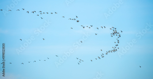 Foto A flock of birds flies in the blue sky