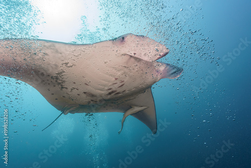 giant manta in maldives