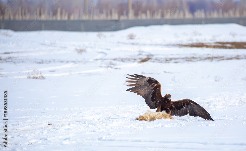 Fototapeta premium A large eagle caught a fox against a backdrop of snow. A bird of prey hunts its prey. A golden eagle sits in the snow, clinging to its prey. Falconry. A national tradition of Asia. Berkutchi,