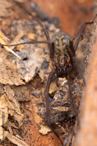 Fotografija House Spider - Eratigena