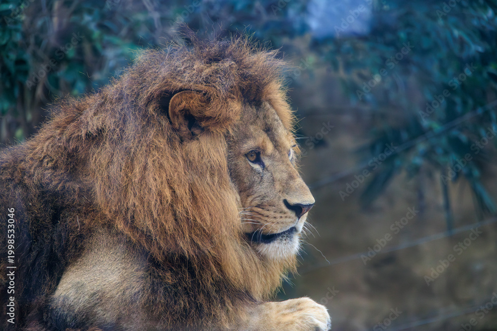 Fototapeta premium 動物園のオスライオン
